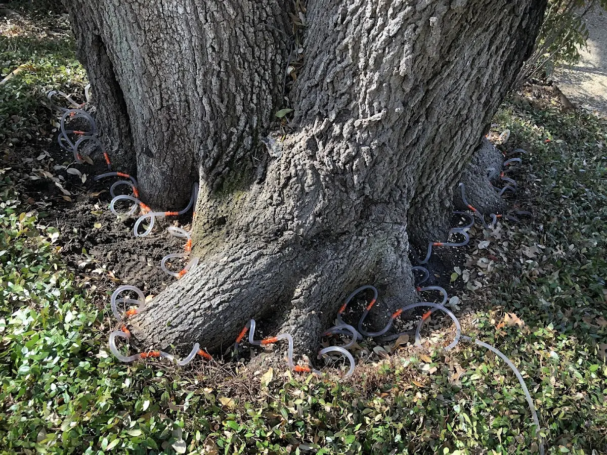 Detailed Tree Cabling and Bracing job site in Lawtell