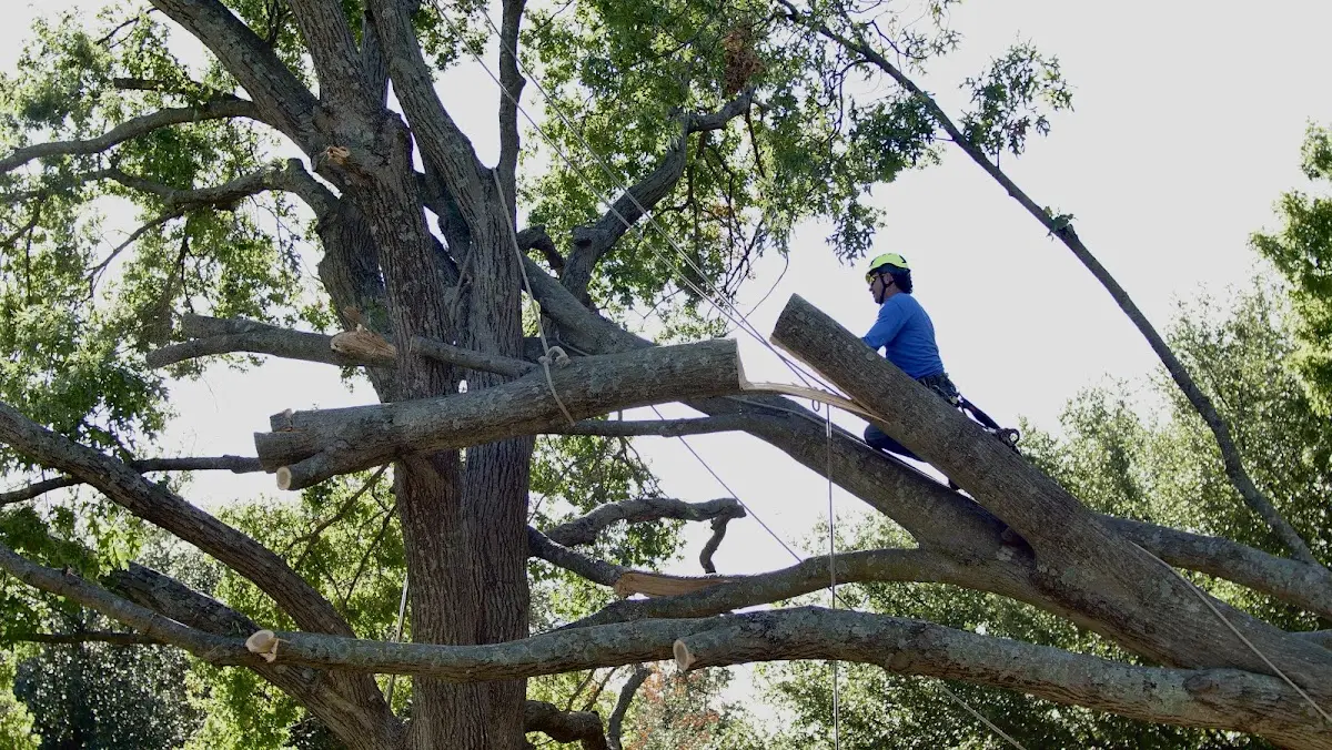Professional Crown Thinning performed by certified arborists in Lawtell