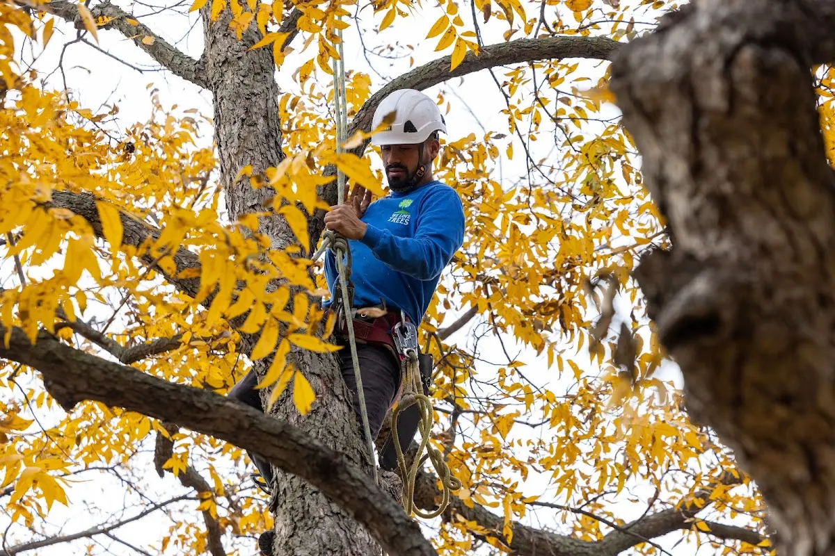 Skilled Tree Pruning crew working in Lawtell